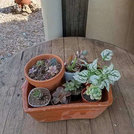 Varanda De Coimbra Bed & Breakfast 3*